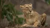 Destination Wild : L'Inde à l'état sauvage