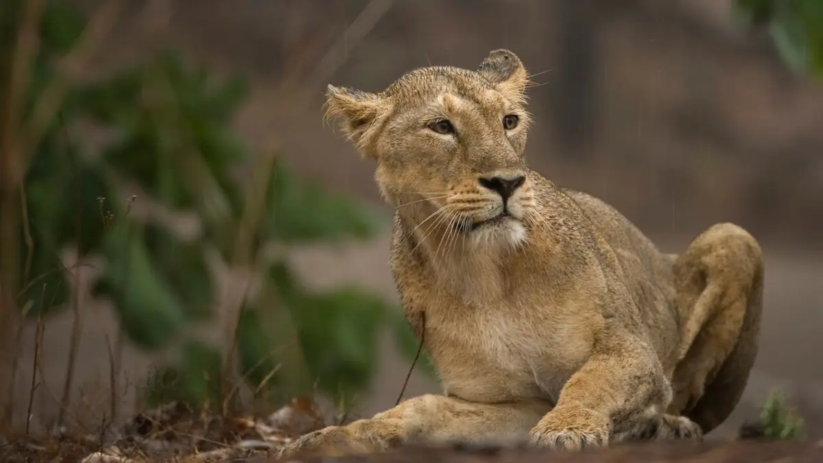 Destination Wild : L'Inde à l'état sauvage Les lions