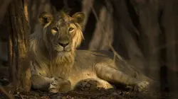 Destination Wild : L'Inde à l'état sauvage