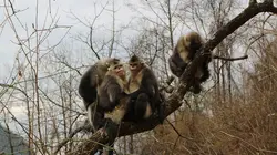 Destination Wild : La Chine sauvage