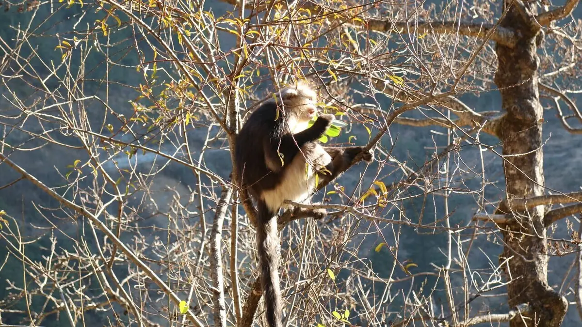 Destination Wild : La Chine sauvage