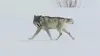 Destination Wild : La louve de Yellowstone