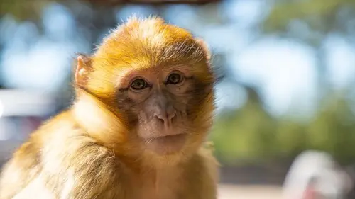 Destination Wild : les merveilles de l'Afrique