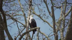 Destination Wild : les merveilles de l'Afrique  L'Ethiopie