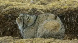 Destination Wild : Les merveilles de la Chine