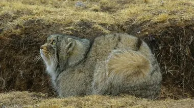 Les fantômes de la forêt