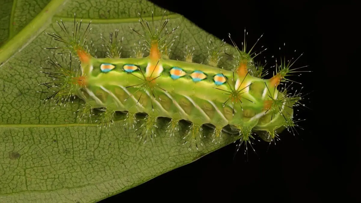 Casting Destination Wild : Les merveilles de la Chine