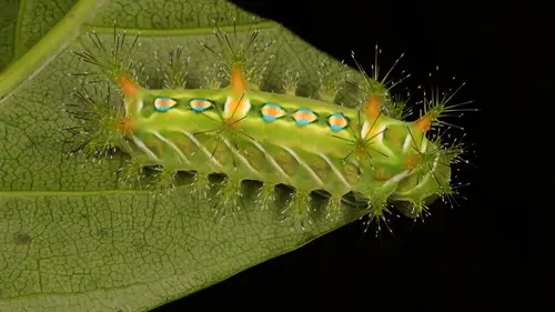 Destination Wild : Les merveilles de la Chine