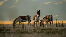 Destination Wild : Les merveilles de la Chine Terres hostiles