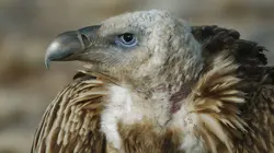 Visuel de Destination Wild : Les merveilles de la Chine