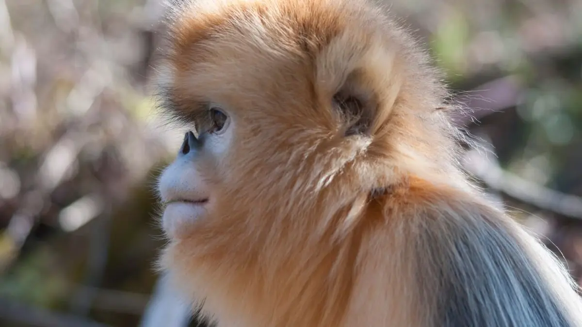 Destination Wild : Les merveilles de la Chine La forêt du singe doré