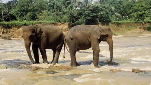 Destination Wild : Les secrets de l'Asie La mousson