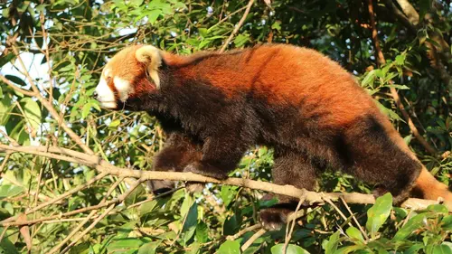 Destination Wild : Les secrets de l'Asie Les survivants des montagnes