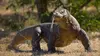 Destination Wild : Les secrets de l'Asie