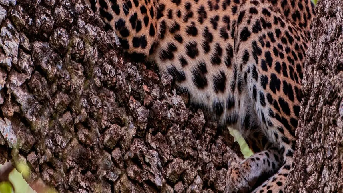 Destination Wild : Les secrets de l'Asie Créatures insulaires