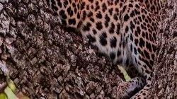 Visuel de Destination Wild : Les secrets de l'Asie