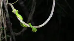 Destination Wild : Philippines