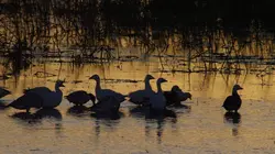Destination Wild : USA Le puissant Mississippi