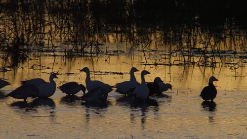 Destination Wild : USA Le puissant Mississippi