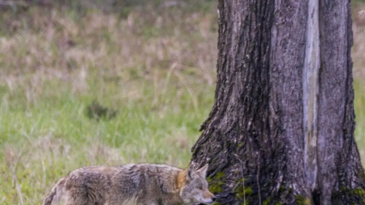 Destination Wild : USA Au coeur des Appalaches
