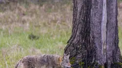 Visuel de Destination Wild : USA