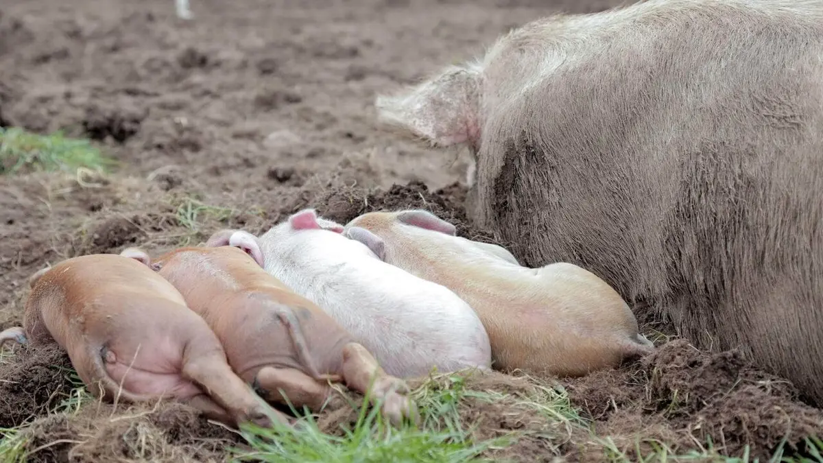 Destination Wild : USA La vie secrète à la ferme