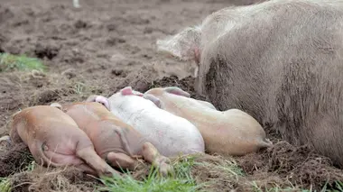 La vie secrète à la ferme