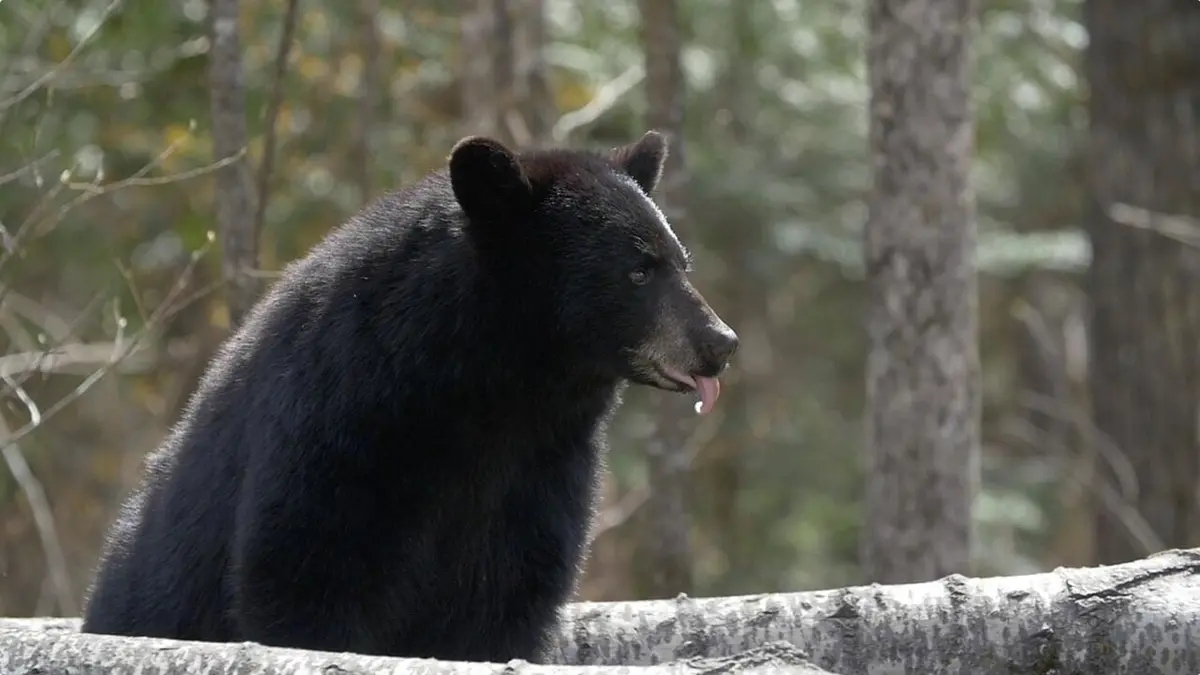 Destination Wild : USA Au pays des 10 000 lacs