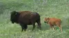 Destination Wild : USA