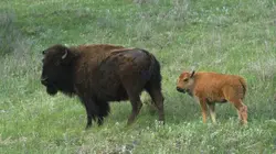 Visuel de Destination Wild : USA