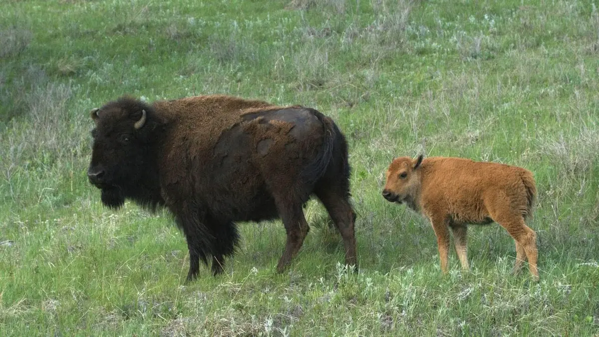 Visuel de Destination Wild : USA Au coeur des territoires sauvages