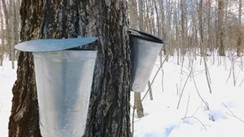 Destination Wwoofing Québec : dans une cabane à sucre