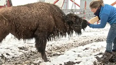 Alberta : chez un buffalo ranger