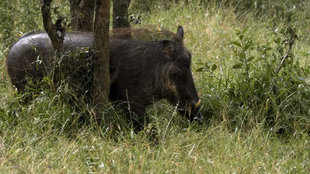 Visuel de Destins Animal Les trois petits phacochères