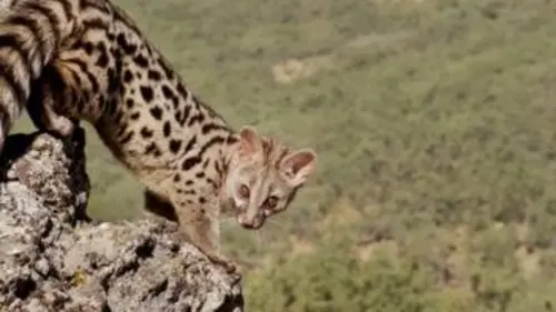 Deux jours dans la vie d'une genette