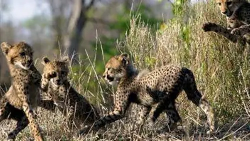 Devenir guépard