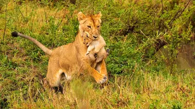 Devenir lion