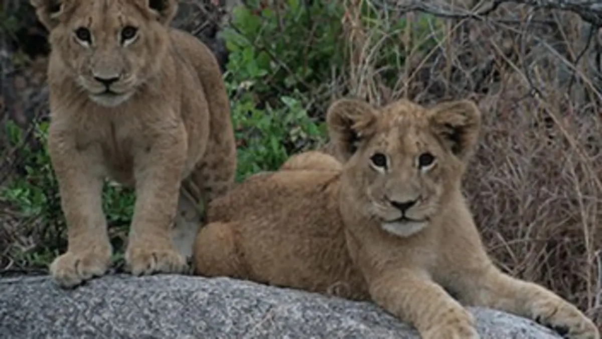 Devenir lion S01E02 Une leçon d'escalade