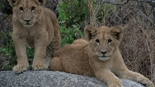 Devenir lion S01E02 Une leçon d'escalade