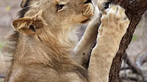 Devenir lion S01E04 Luke chef de troupe