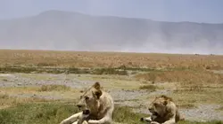 Visuel de Devenir lion