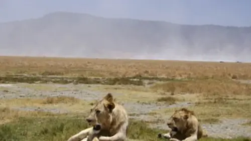 Devenir lion S02E12 Un puku au menu