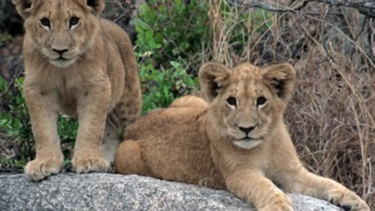 Devenir lion S02E05 Les rhinocéros de Dwamba