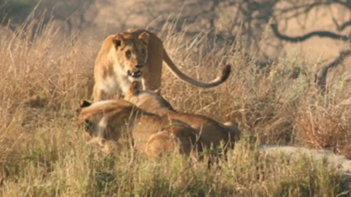 Devenir lion S01E05 Destination Zambie