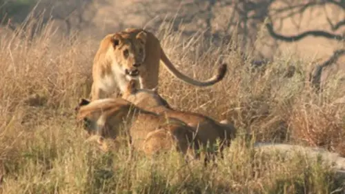 Devenir lion S01E05 Destination Zambie