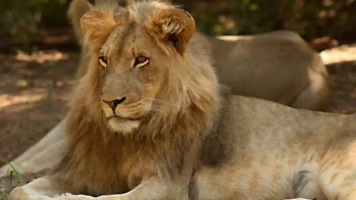 Devenir lion S02E01 La forêt de Dambwa