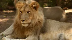 Sur Ushuaïa TV à 22h30 : Devenir lion