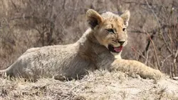 Visuel de Devenir lion