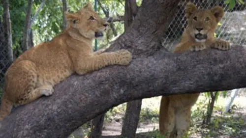 Devenir lion S02E04 Partie de chasse