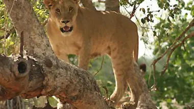 Incendie à Antelope Park